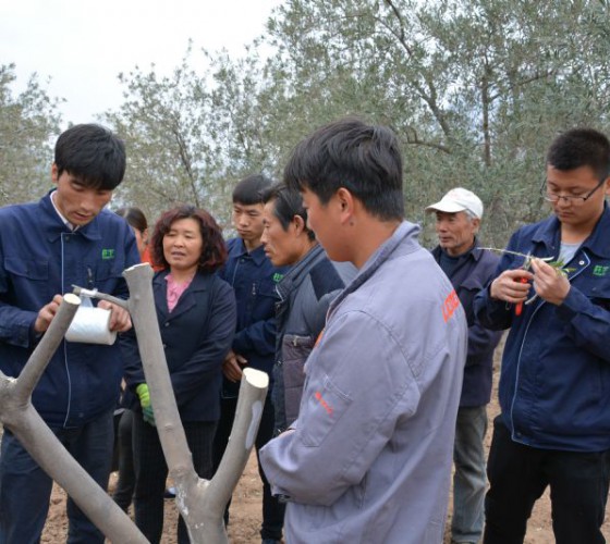 公司從產(chǎn)業(yè)鏈起始端著手，引進(jìn)良種優(yōu)苗，繁育基地苗圃，優(yōu)化樹(shù)種，以?xún)?yōu)質(zhì)的橄欖樹(shù)苗為生產(chǎn)特級(jí)初榨橄欖油提供基礎(chǔ)保障。在以自建萬(wàn)畝國(guó)家標(biāo)準(zhǔn)化油橄欖..